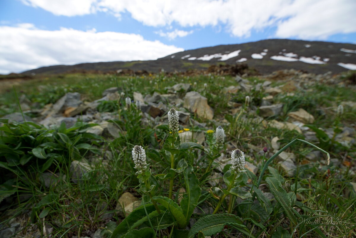 Стойкие... - Николай Гирш
