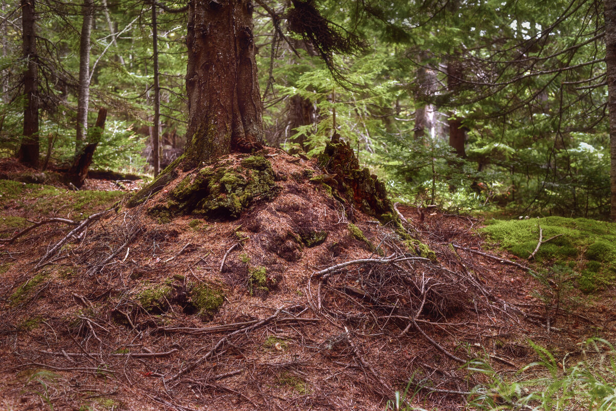 старый еловый лес - Елена 