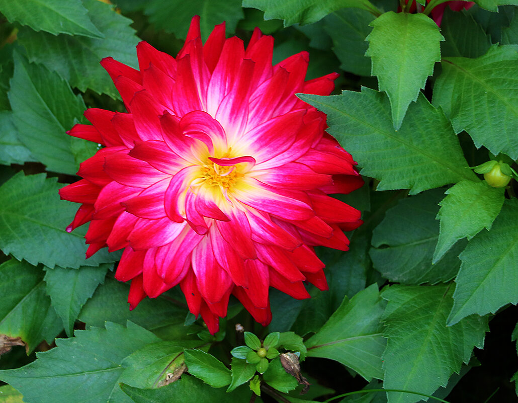 Сентябрьские георгины - Светлана 