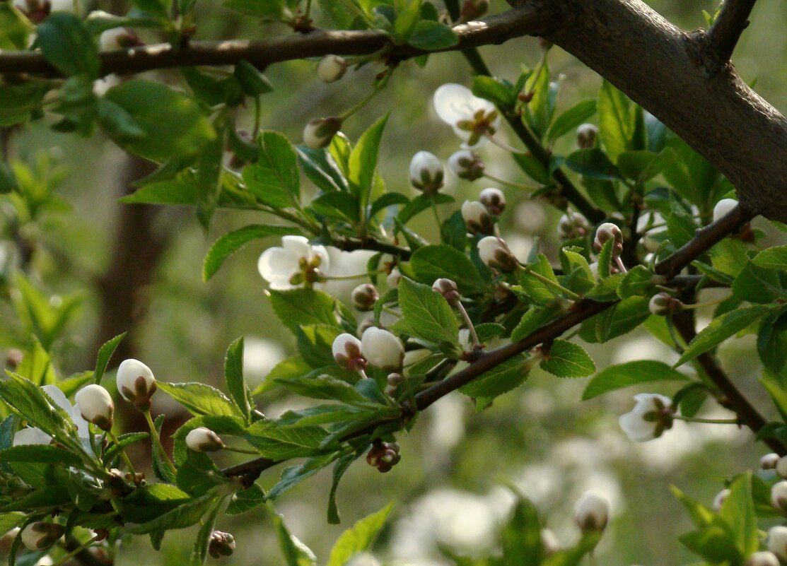 "Будет апрель!" Ю.Левитанский - Syntaxist (Светлана)