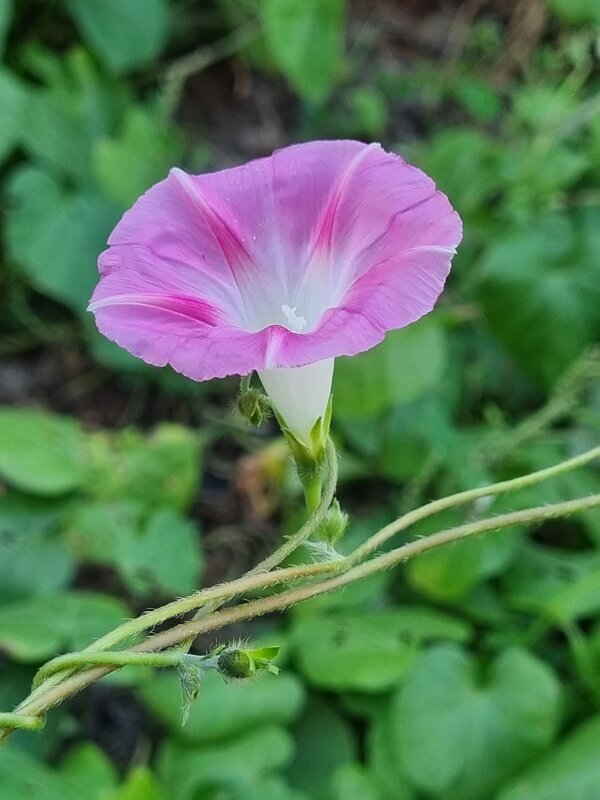 Утренняя нежность - Наталья 