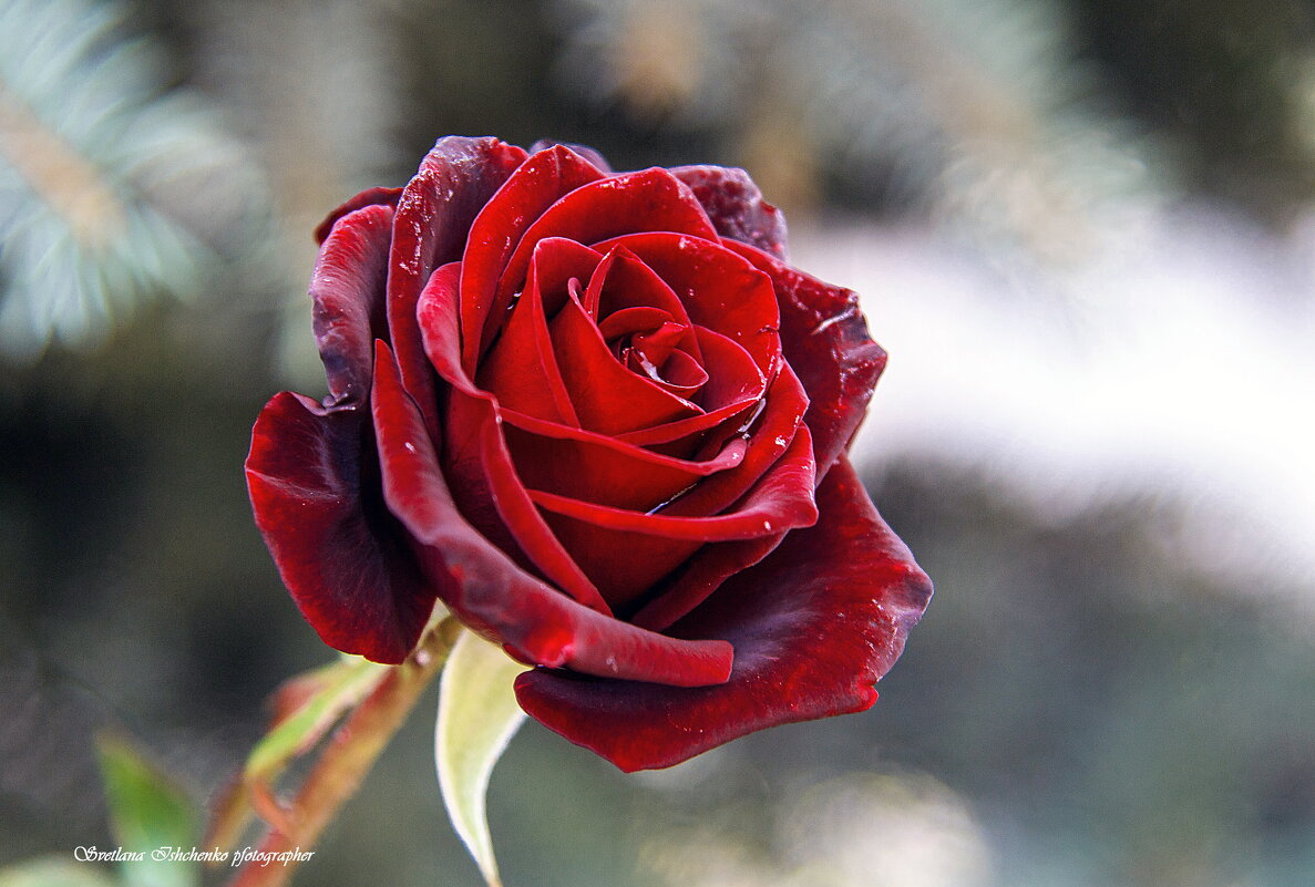 Королева цветов - Светлана Ищенко