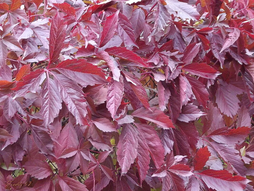 Дикий виноград - Freddy 97