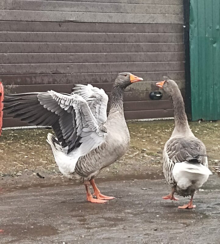 На ферме Цветковых. Гуси. - Pippa 