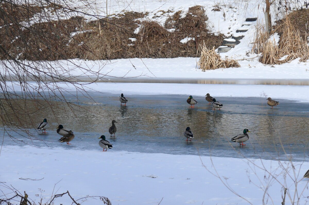 Утки на Осколе - Елена Елена Утки на Осколе - Елена Елена