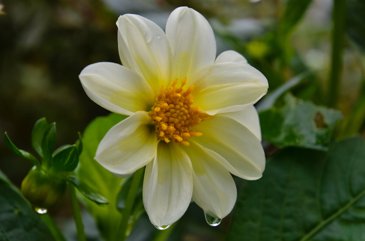 Георгин после дождя - Владимир Звягин