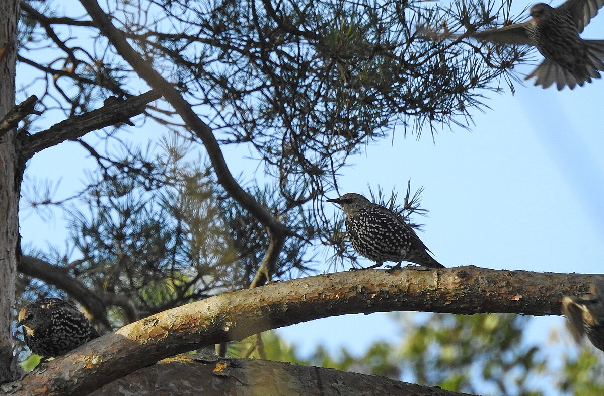 ****** - ИННА ПОРОХОВА