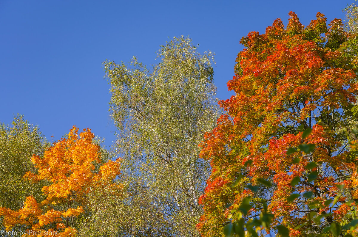 Палитра сентября... - Владимир Жданов