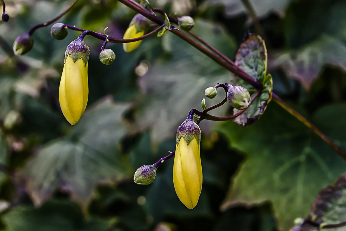 Серьги - Регина 