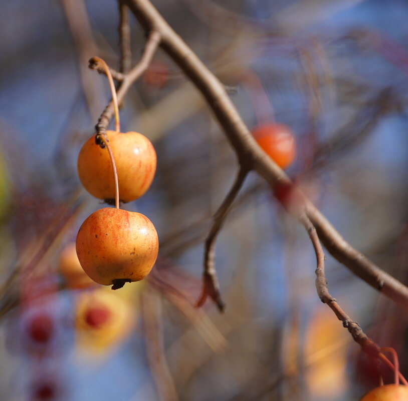 Яблочки - Наталия Григорьева
