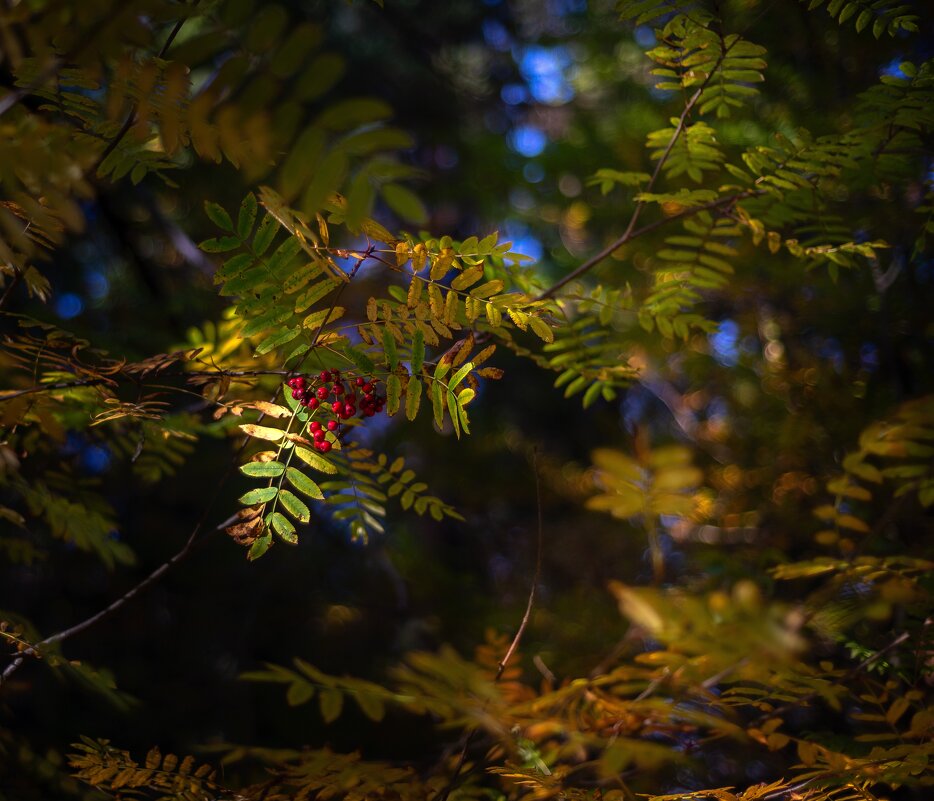 Осенние сюжеты - Павел Харлин