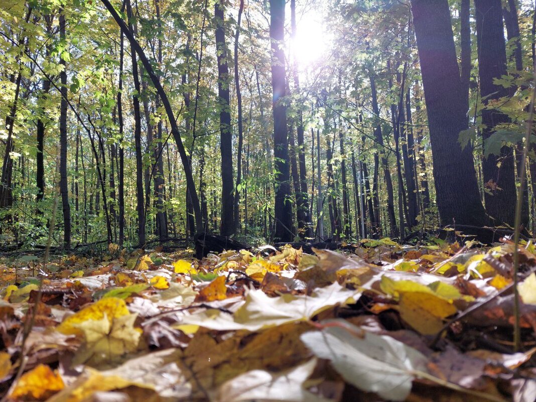 Золотая осень - Рустам Кашапов