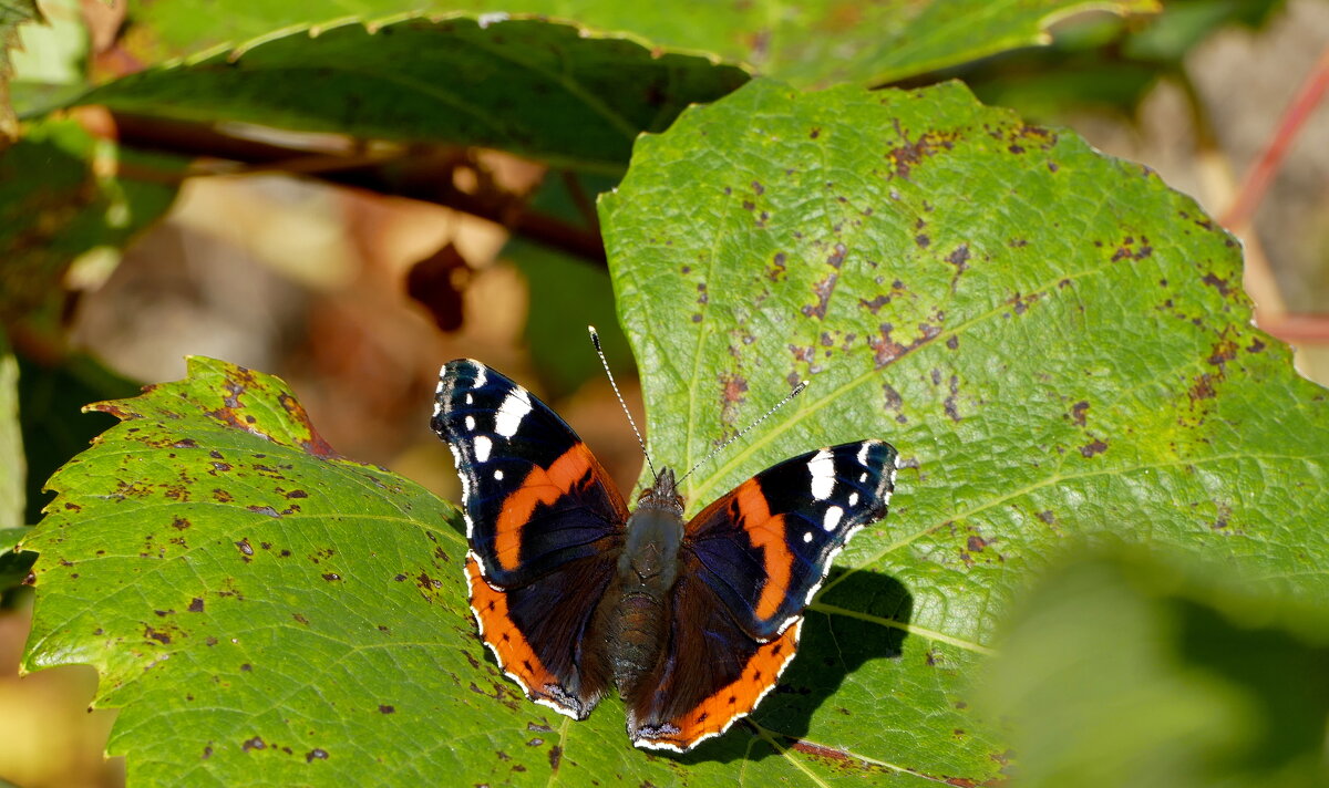 опять про бабочек 22 - Александр Прокудин опять про бабочек 22 - Александр Прокудин