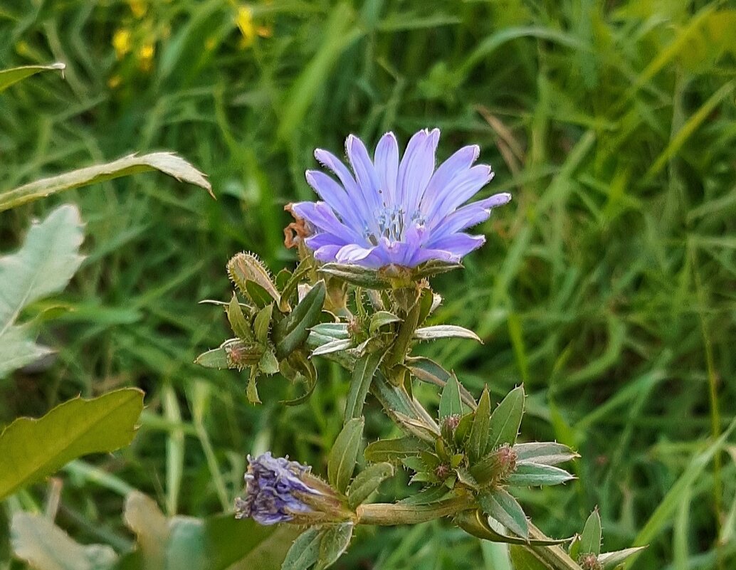 Сентябрь. Городские цветы - Наталья Герасимова Сентябрь. Городские цветы - Наталья Герасимова
