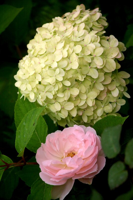 Цветы сентября - Наталья Герасимова