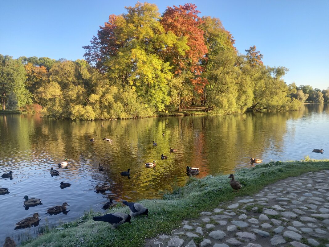 Осень - Сапсан 