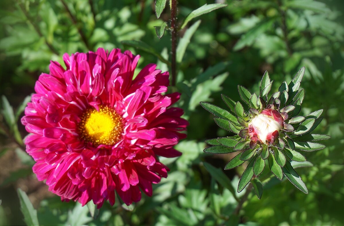 Цветы осени - Ольга 