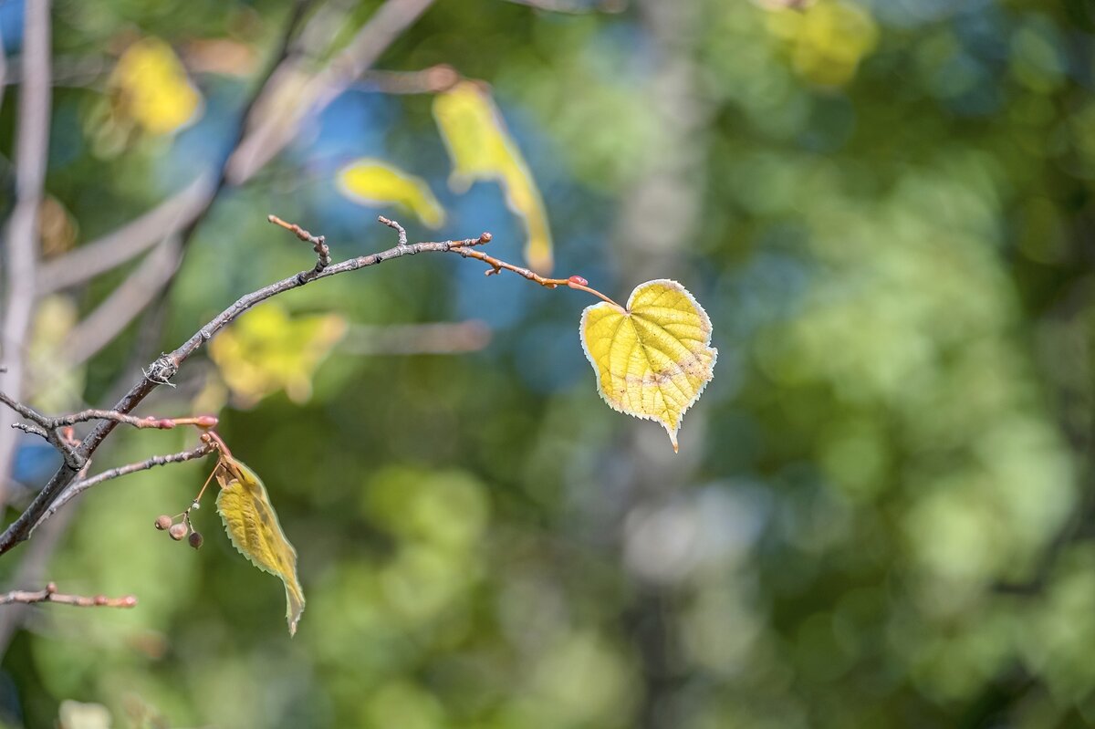 Осенние зарисовки - Валерий Иванович