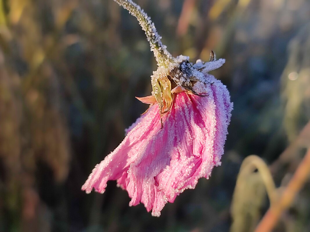 Морозец - Валентина Богатко 