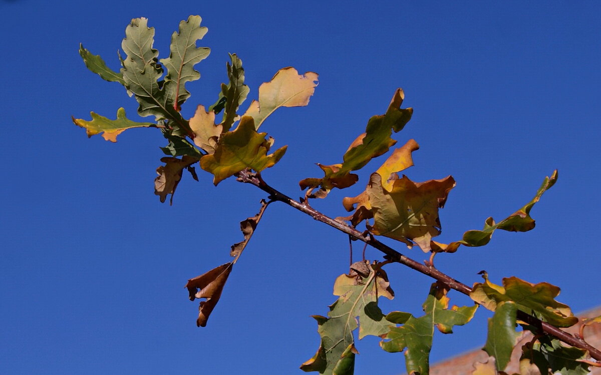 Осенняя веточка дуба. - сергей ермошкин