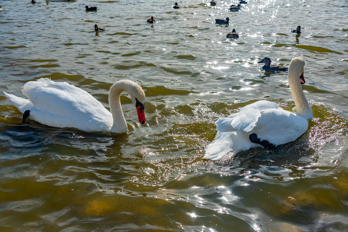 лебеди - Дмитрий Лупандин