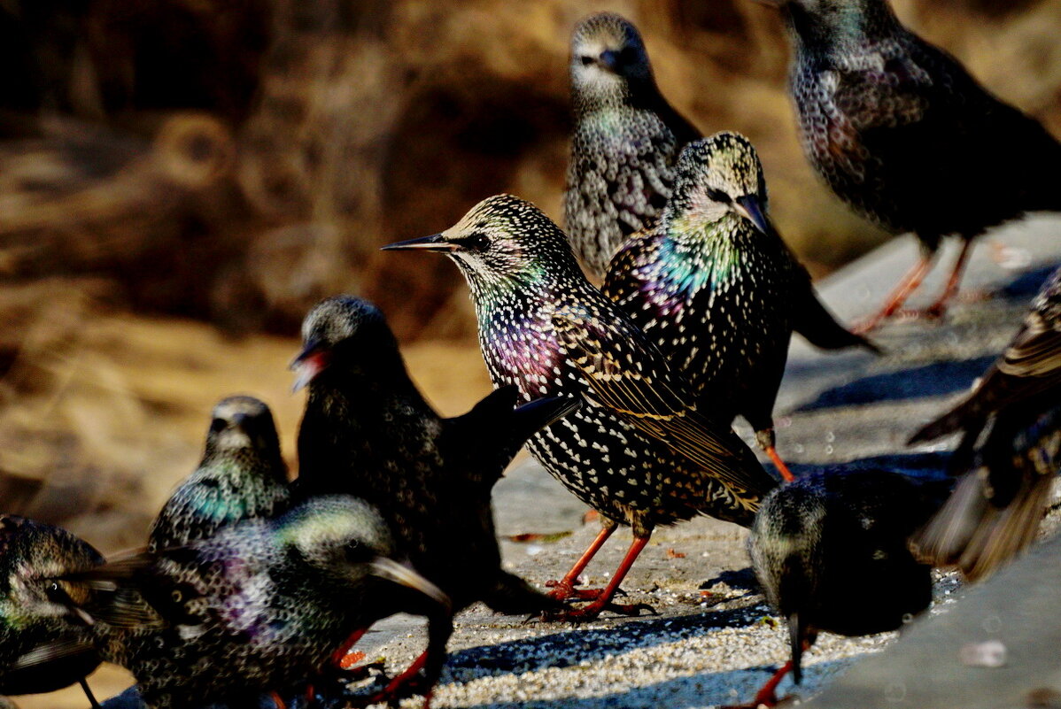 Задержались на юге... - Николай Саржанов