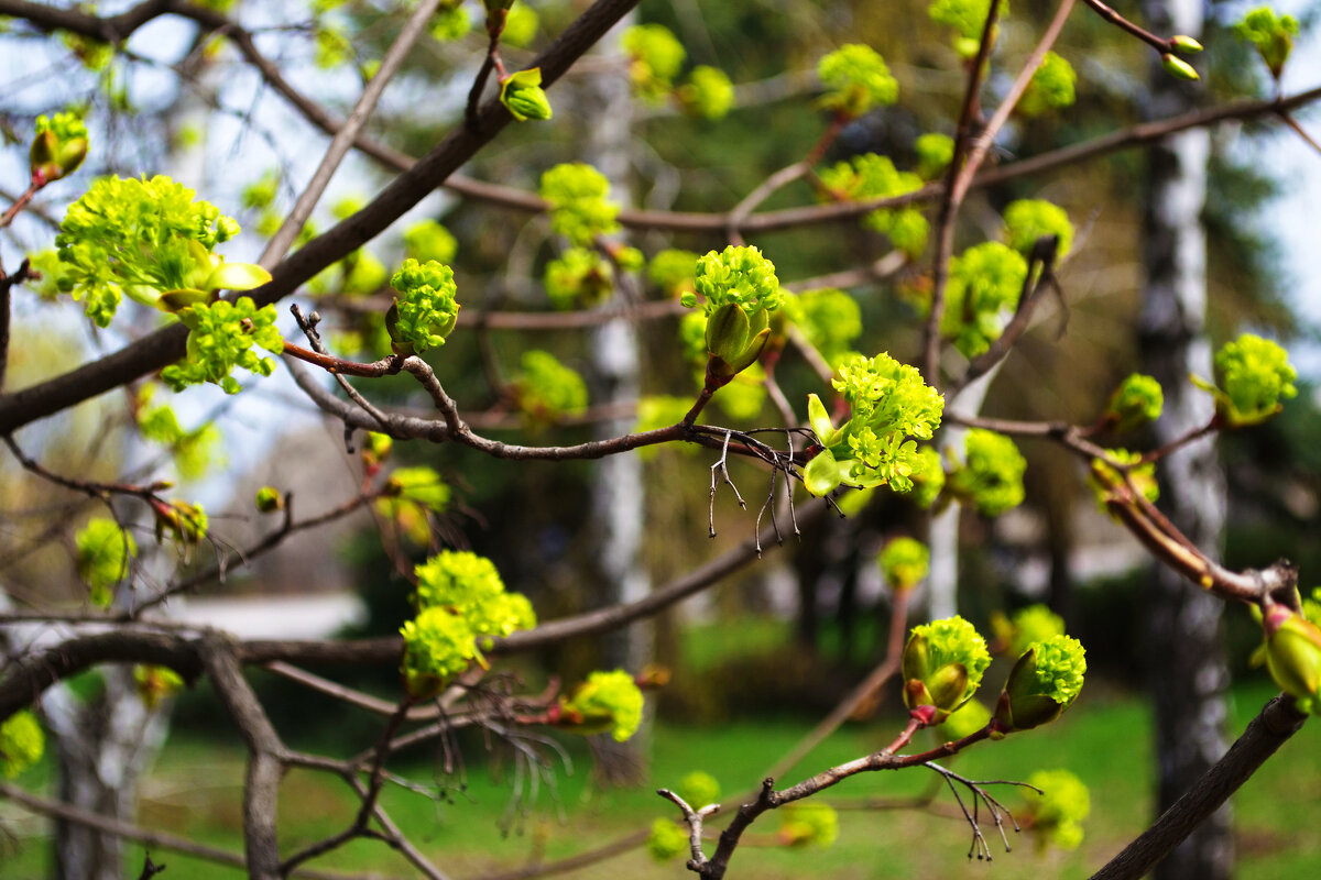 Молодые листья клёна остролистного - Александр Лычагин