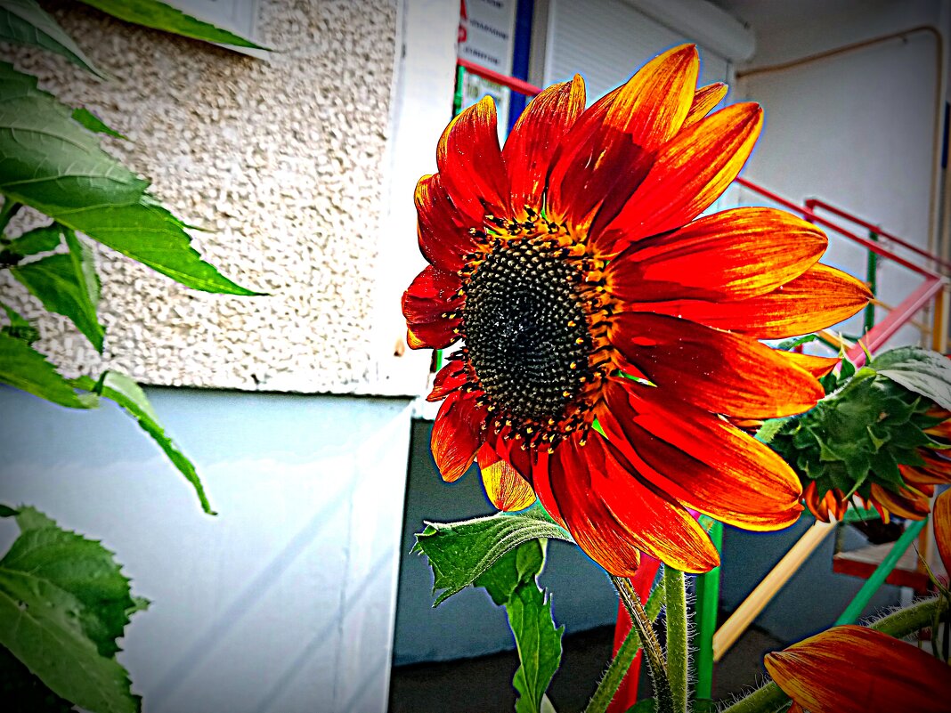 Цветы. - Владимир Драгунский