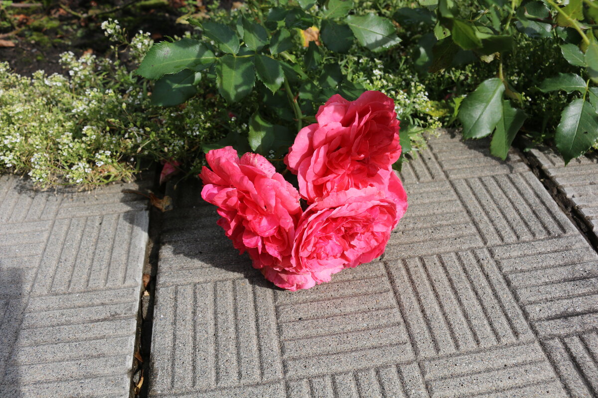 Городские цветы... - Ольга Городские цветы... - Ольга