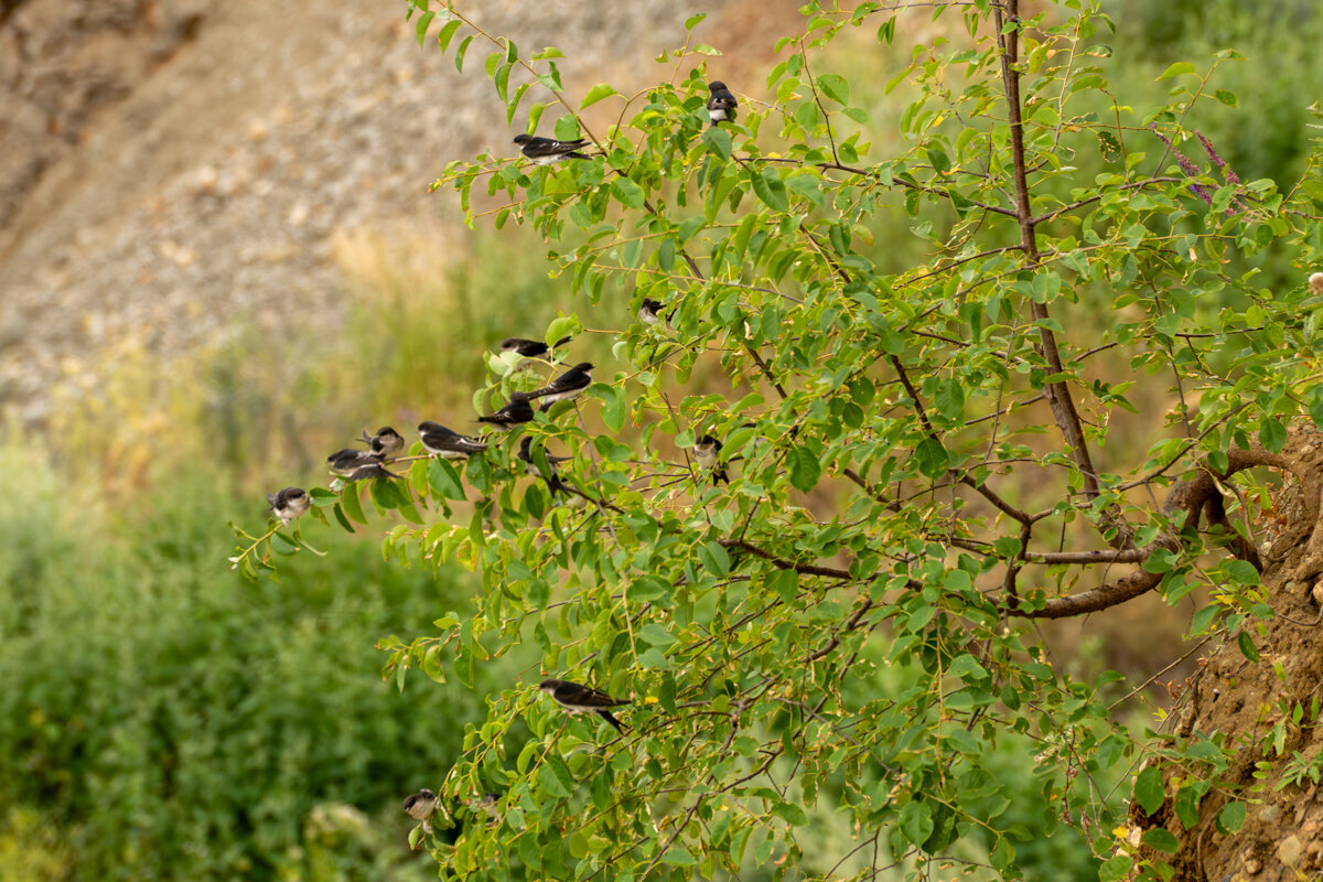 Ласточки - Игорь Сикорский