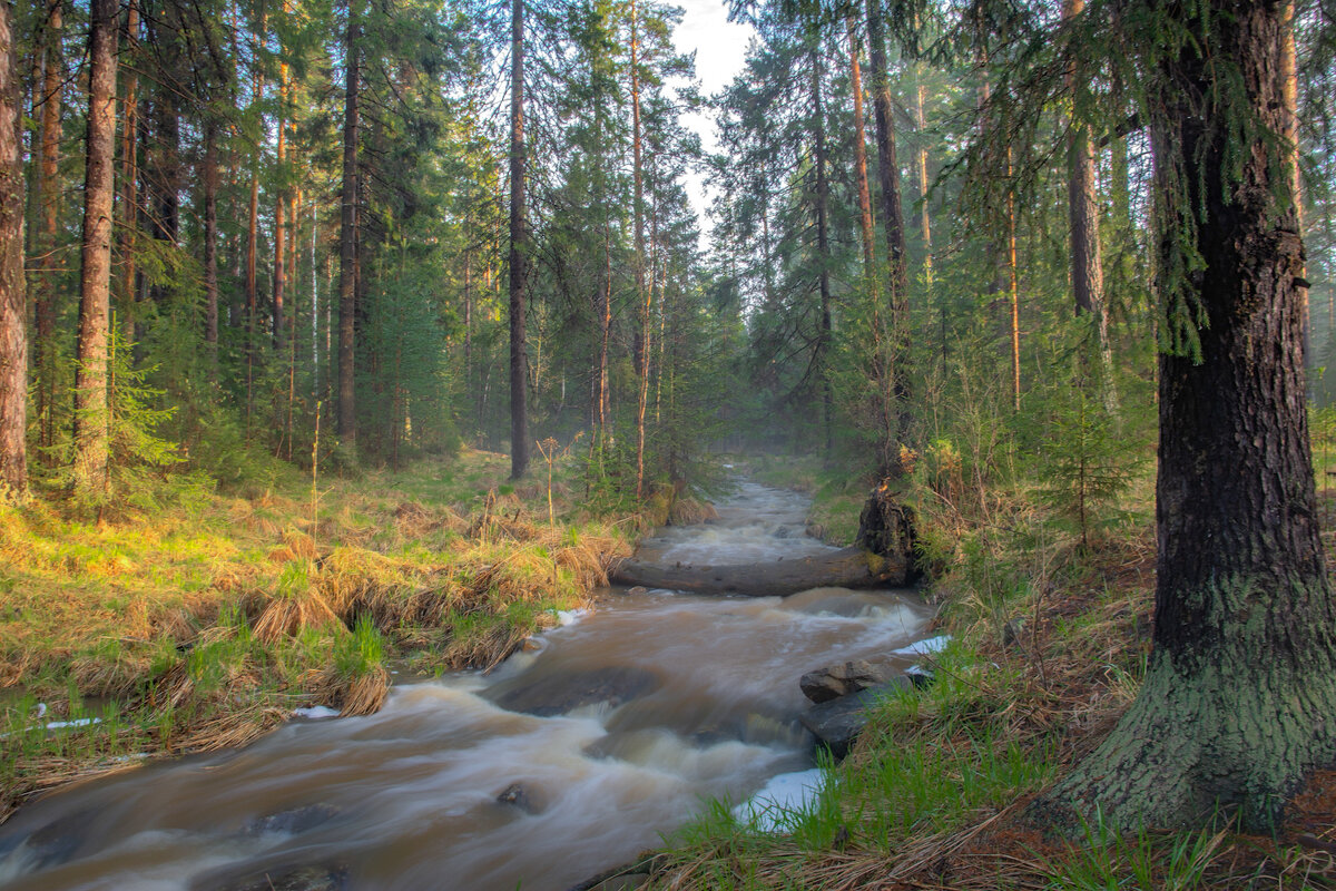 В осеннем лесу - Vladimbormotov 