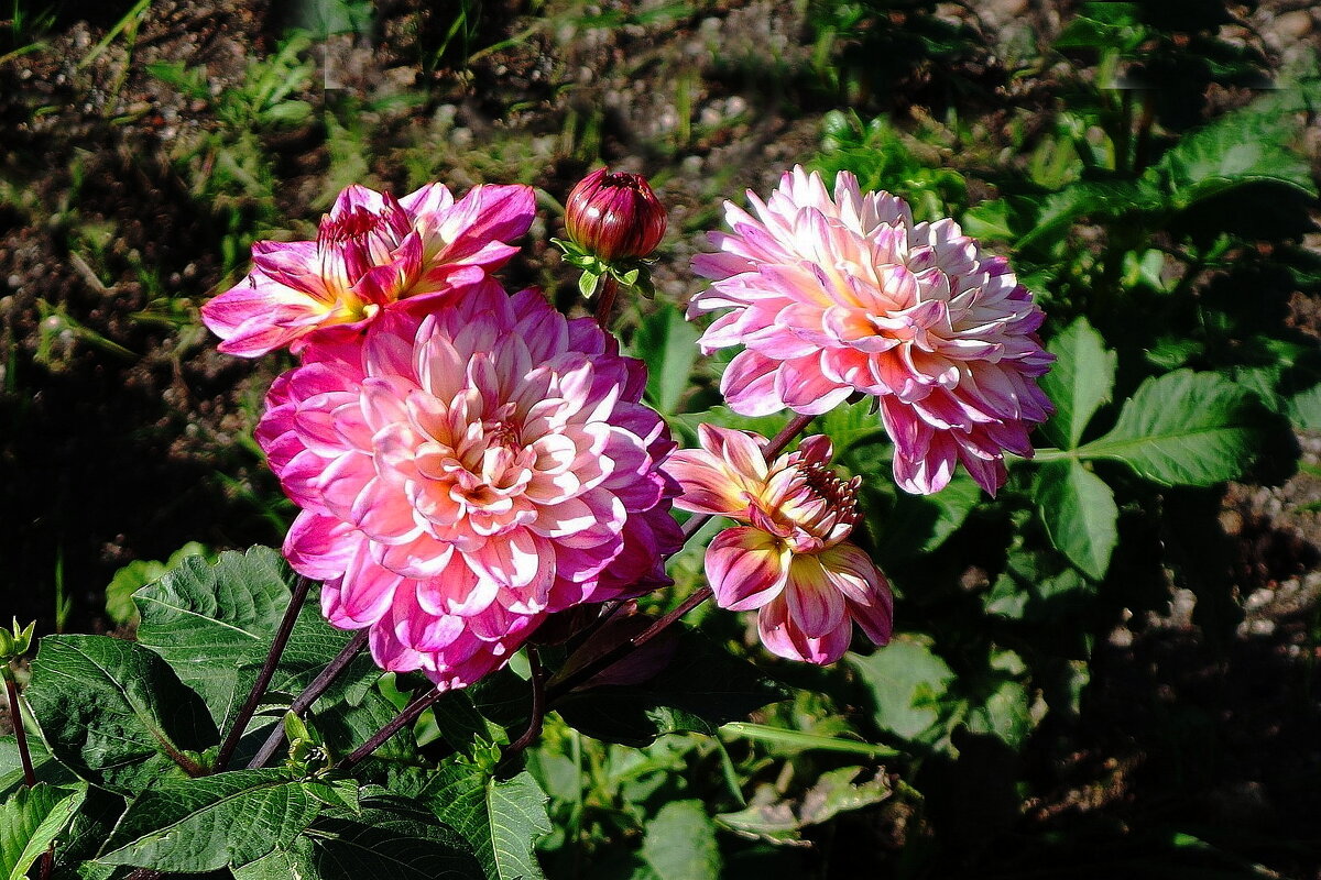 Георгины - Рита Симонова