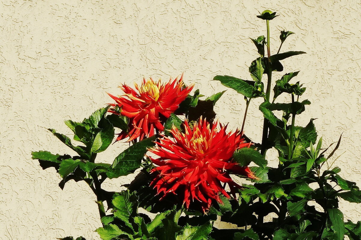 Георгины - Рита Симонова