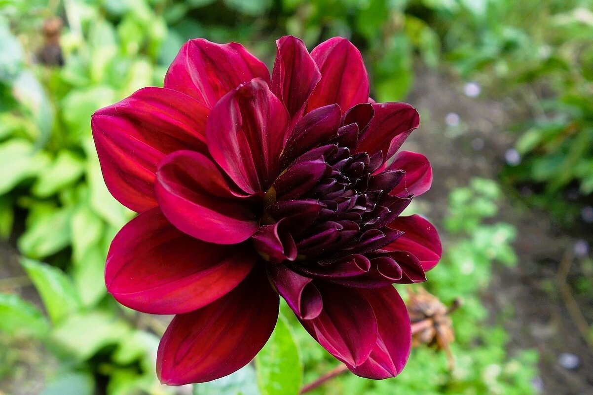 Георгина - Рита Симонова