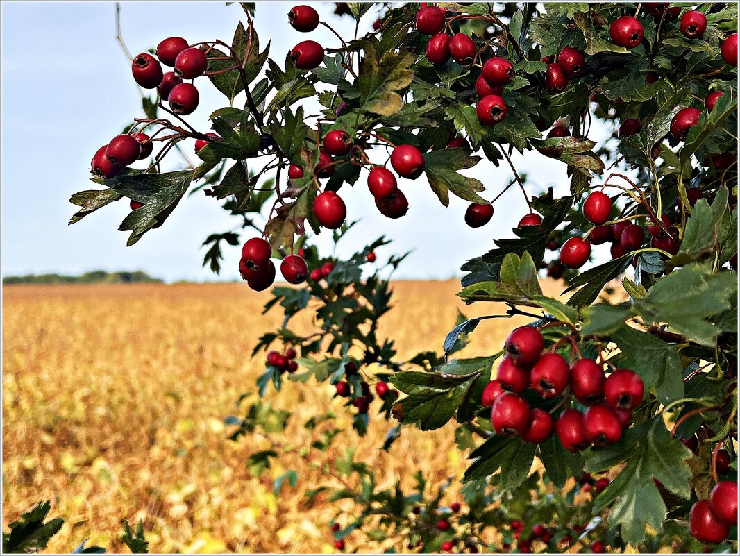 Картинка осени. - Валерия Комова