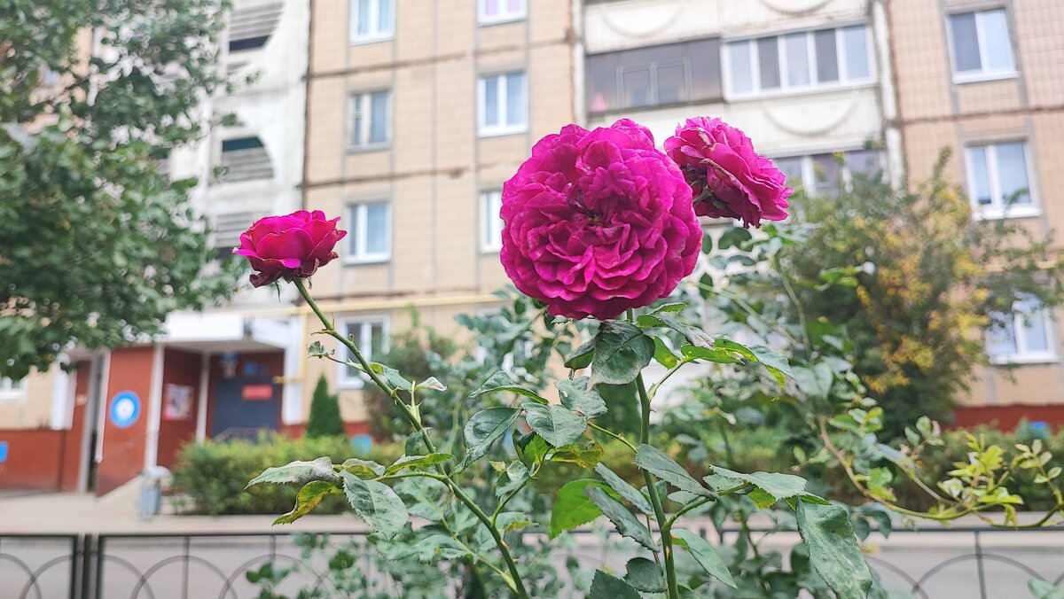 ,,, - Сергей Тимоновский