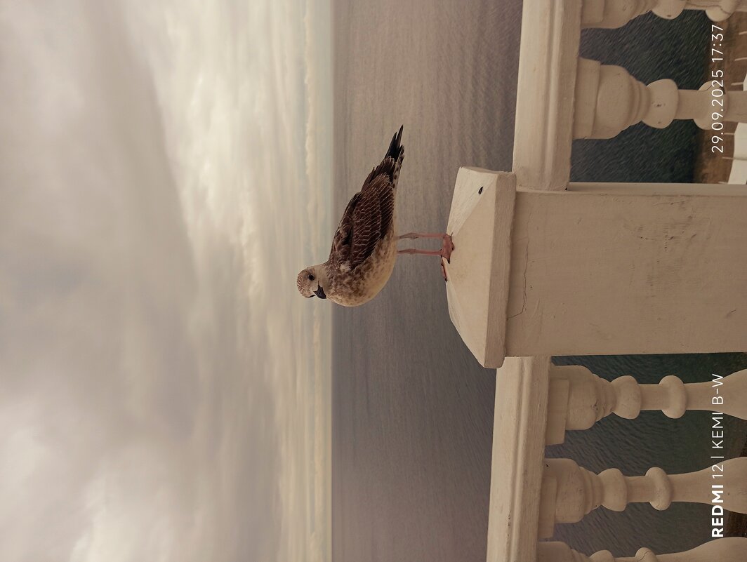 Осень прилетела - KEMI NOLOV