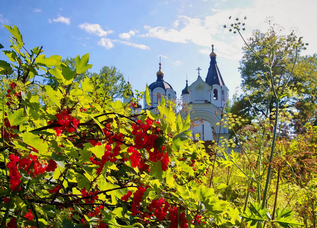 Монастырская сморода - Ирэна Мазакина