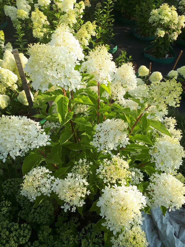 ГОРТЕНЗИЯ - СЕРГЕЙ ФИЛОЧКИН