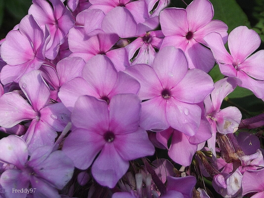 Флоксы - Freddy 97