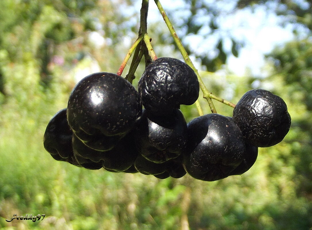 Черноплодная рябина - Freddy 97
