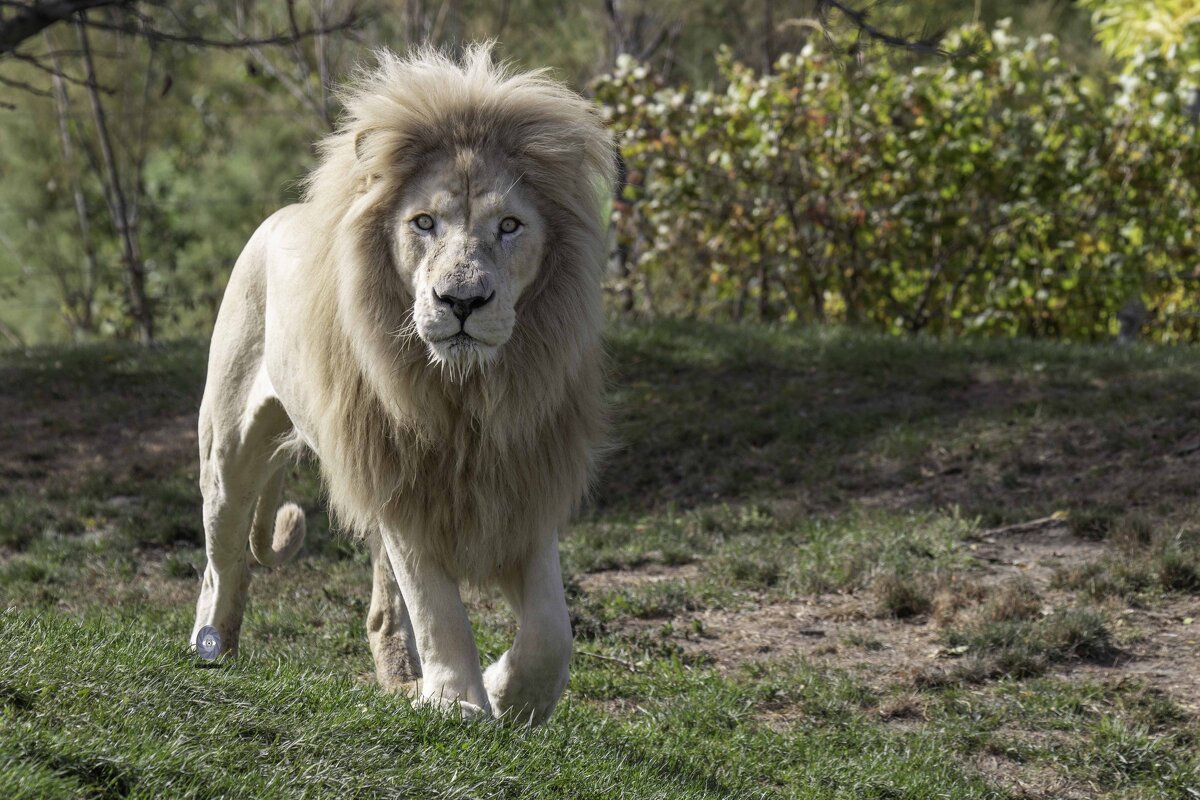 White lion - Al Pashang 