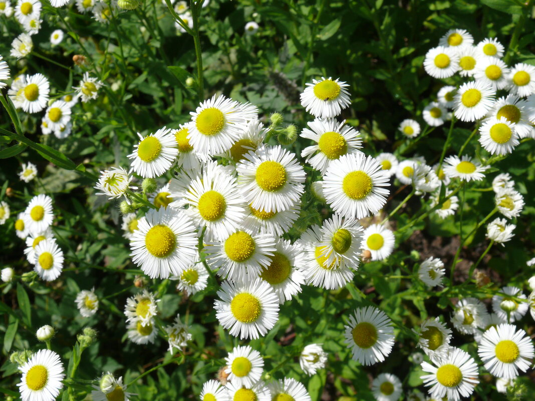 Неромашки - Елена Елена