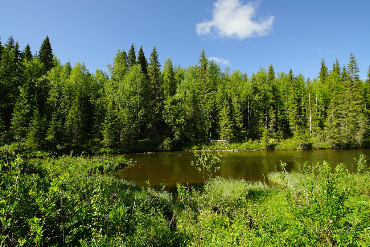 Таёжная речка... - Николай Гирш