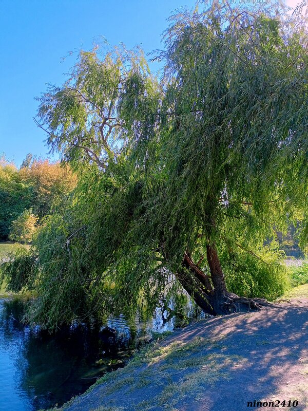 Сентябрь в парке Октября - Нина Бутко Сентябрь в парке Октября - Нина Бутко