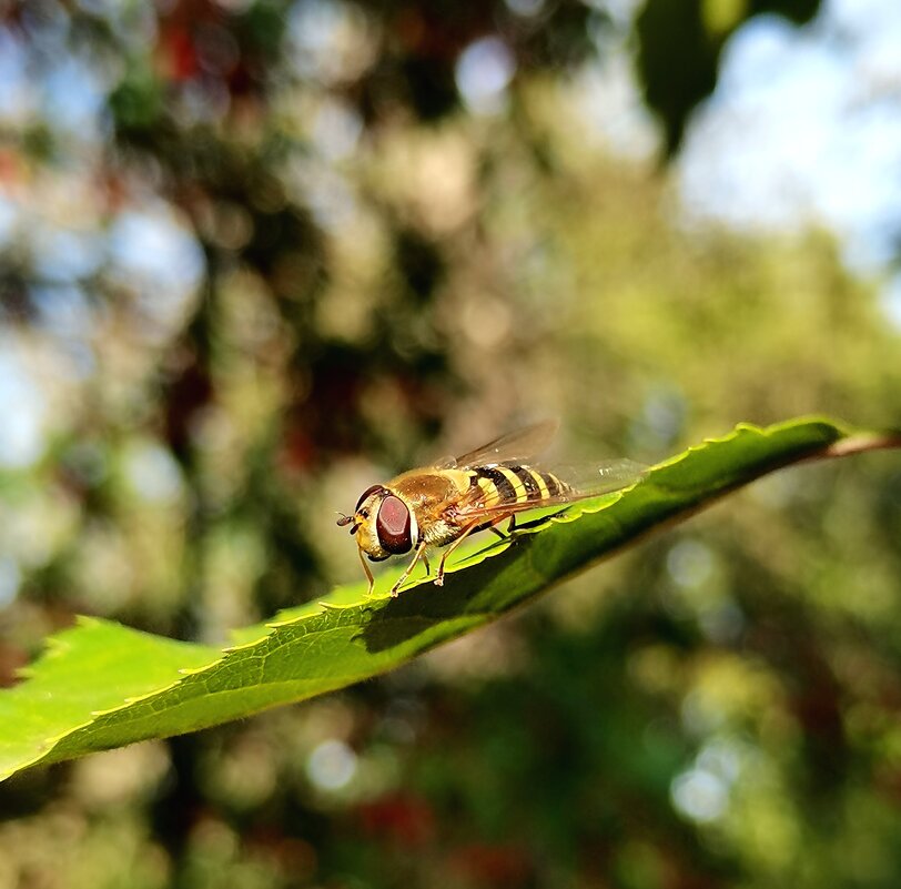 *** - Любимова Ольга 