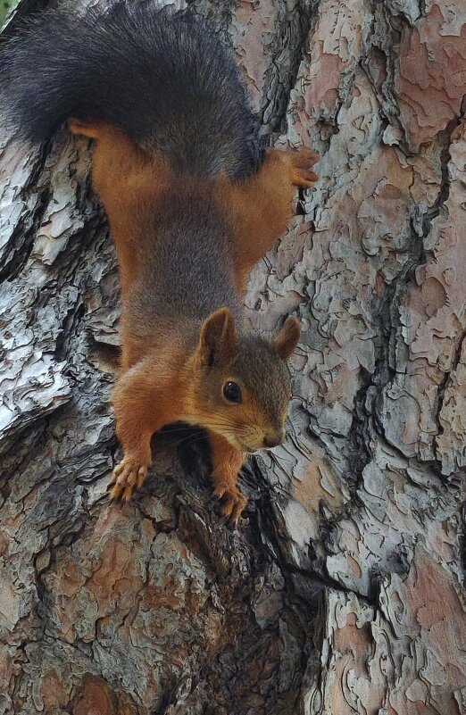 На завтрак. - Александр Кондаков На завтрак. - Александр Кондаков