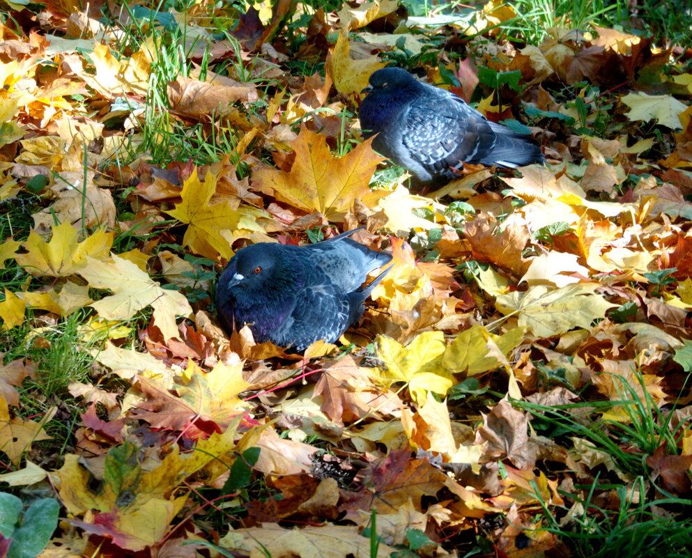 Голуби и золотая осень - marmorozov Морозова