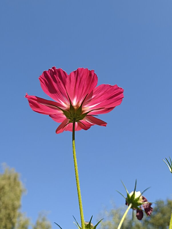 Космея - Pippa 