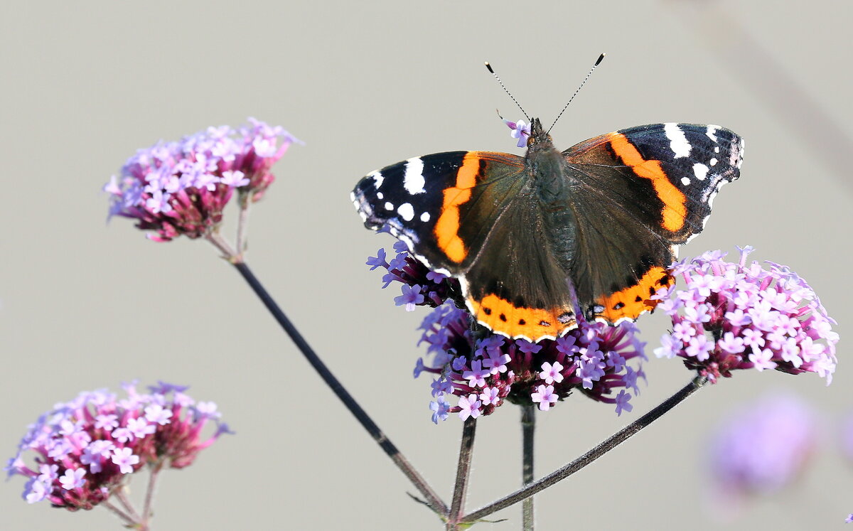 Адмирал 1 октября на ВДНХ - Михаил Бибичков